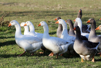 Group of white domestic geese on the poultry farm
