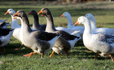 Domestic geese graze on traditional village goose farm