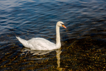 Swan