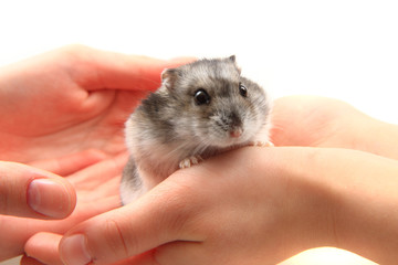 Fototapeta na wymiar dzungarian hamster in human hands