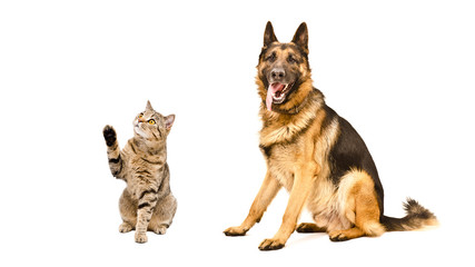 German Shepherd dog and playful cat Scottish Straight 