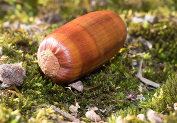 Acorns on the moss,close-up