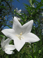 Platycodon grandiflorus