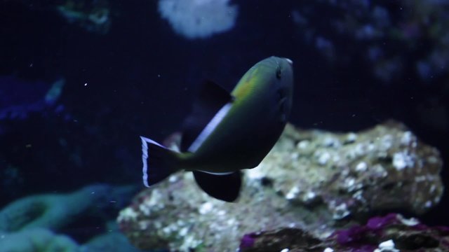 indian triggerfish and Masked puffer fish