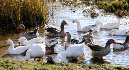 Obraz premium Natural background with domestic poultry geese at farmyard