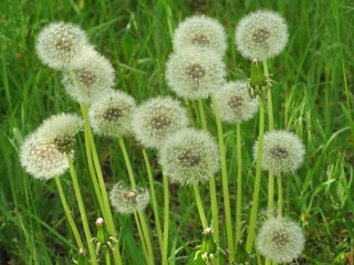 White dandelion