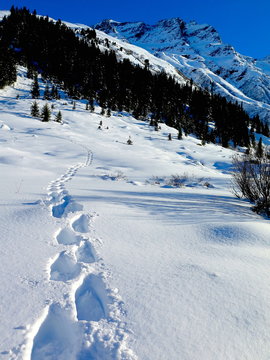 Spuren im Schnee