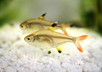 Golden pristella tetra Pristella maxillaris X-ray tetra aquarium fish 