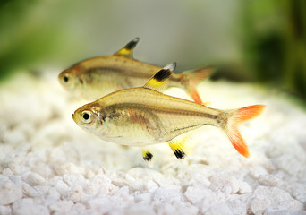 Fototapeta premium Golden pristella tetra Pristella maxillaris X-ray tetra aquarium fish 