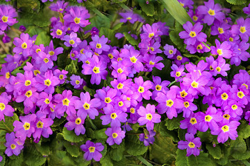 Садовая многолетняя примула.