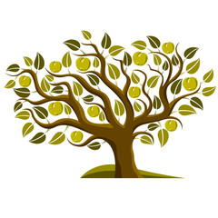 Fototapeta premium Fruity tree with ripe apples isolated on white. Organic and eco