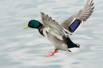 着水するマガモ