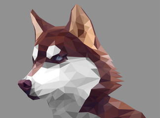Low poly design. Siberian husky illustration. © SizeSquare's