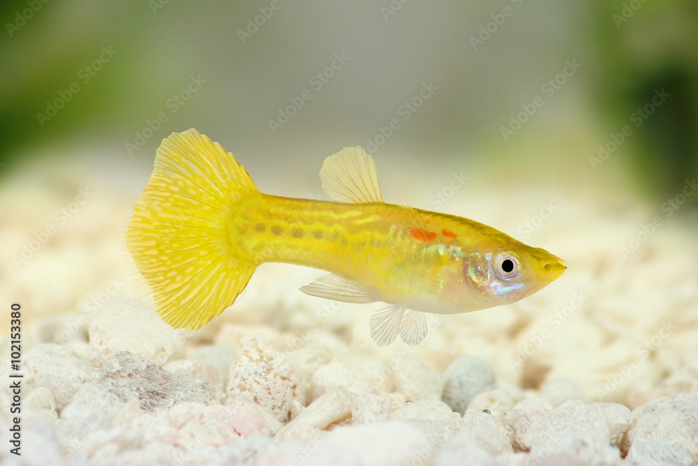 Sticker Yellow Guppy Poecilia reticulate aquarium rainbow fish