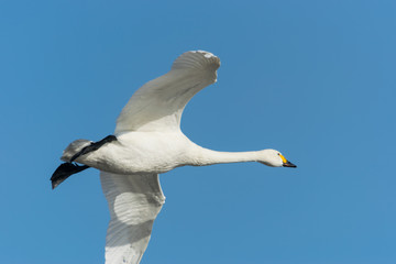 飛ぶ白鳥