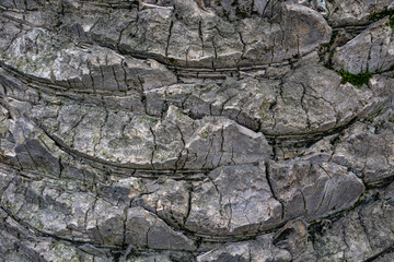 Unusual wooden texture, pattern - close up of palm tree trunk