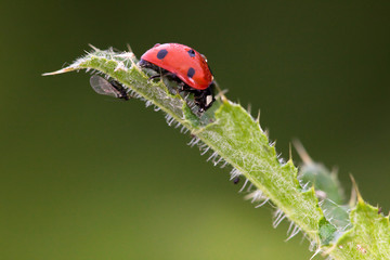 coccinelle insecte rouge poid puceron manger entretien feuille s