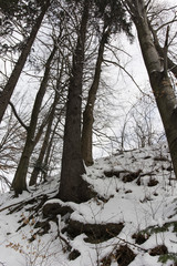 View of tree trunks on a slope in winter with their roots