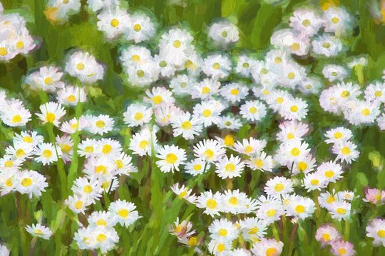 Fototapeta Oil painting spring meadow with daisy flowers.