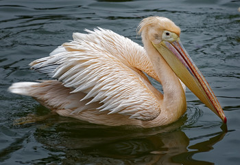 Pelican