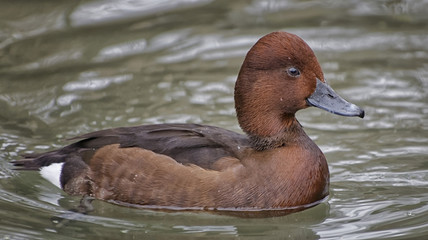 Ferruginous duck