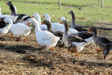 Group of white and grey domestic geese