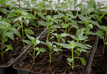 Green seedling of pepper