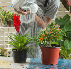 A man pouring water from watering can onto blooming flower plant © jhk2303