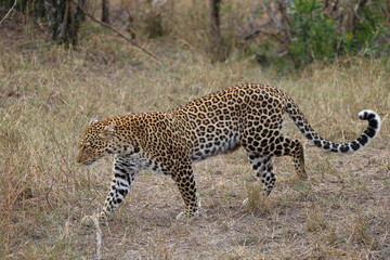 Leopard on the move