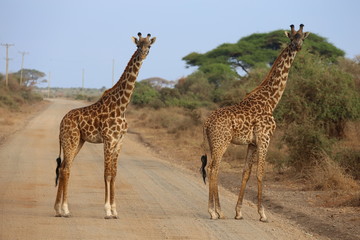 Two giraffes