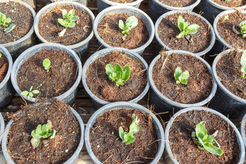 Young flower garden plant