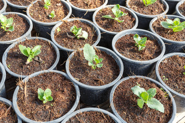 Young flower garden plant