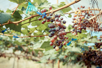 branch young grapes on vine in vineyard