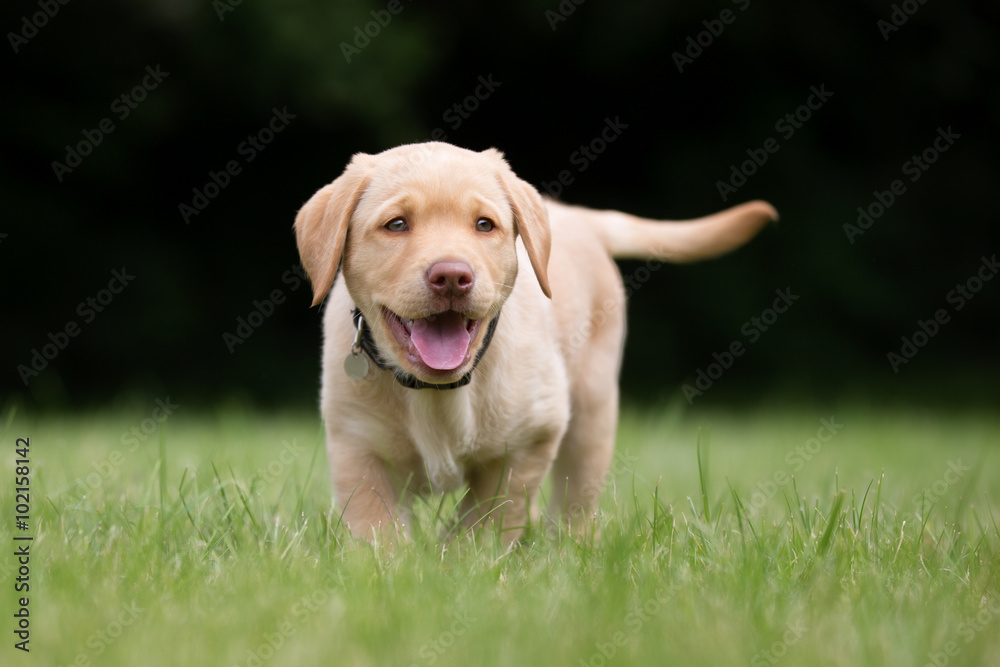 Sticker Happy and smiling labrador retriever puppy