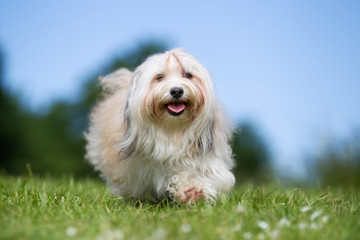 Dog outdoors in nature