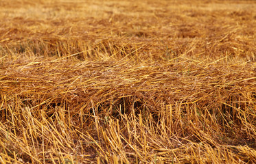 straw on field