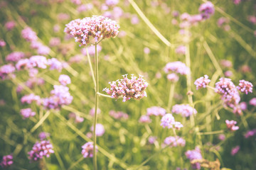 PurpletPurpletop Vervain flower blossom in gardenop Vervain flow