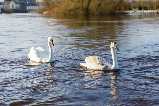 Beautiful white swans