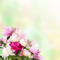 Fototapeta na wymiar Background with blooming peonies