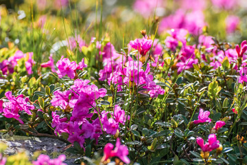 Obraz premium Beautiful rhododendron flowers