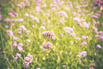 Fototapeta premium PurpletPurpletop Vervain flower blossom in gardenop Vervain flow