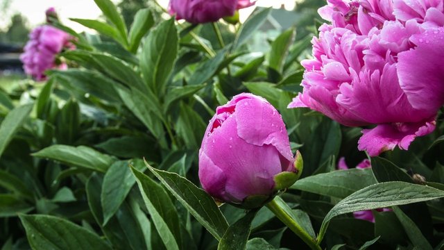 Blooming peony pink flower 4k time lapse