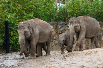 Elephant family in the zoo