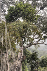 Hanging bridges in Kakum, Ghana.