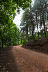 Dirt track in the plantation
