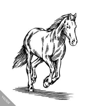 engrave ink draw horse illustration