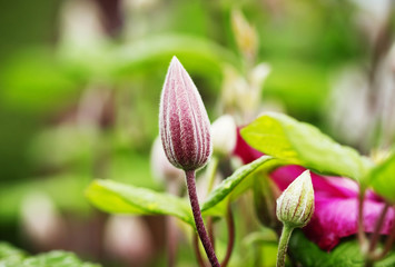 unopened bud clematis