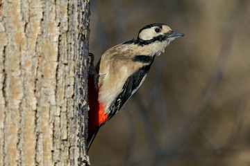 Great spotted woodpecker