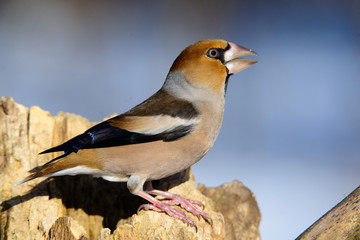 Grosbeak sitting on a tree searching for food