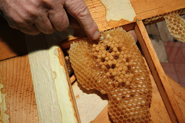 varroa, a parasitic bee on a larva